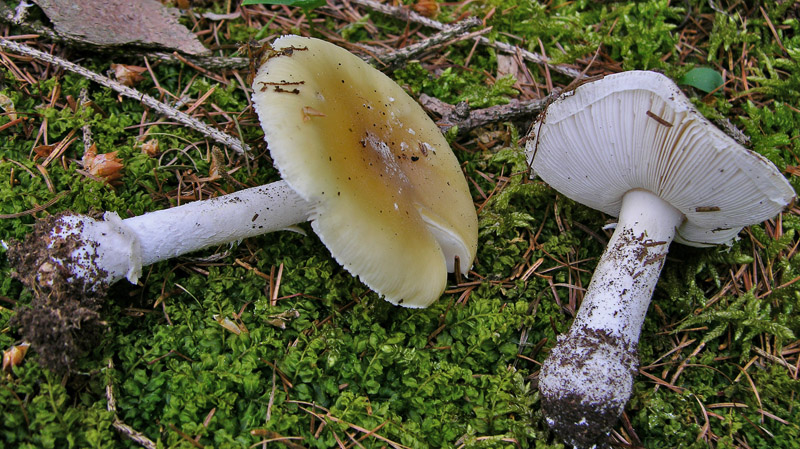 Amanita junquillea.